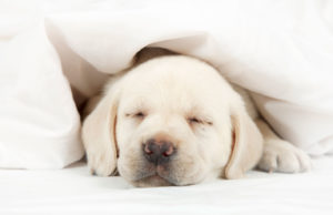 cane sotto la coperta